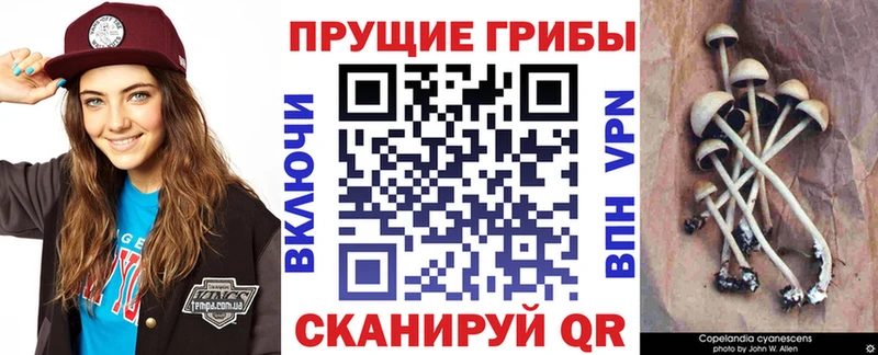 Псилоцибиновые грибы Cubensis  где купить наркоту  Ядрин 